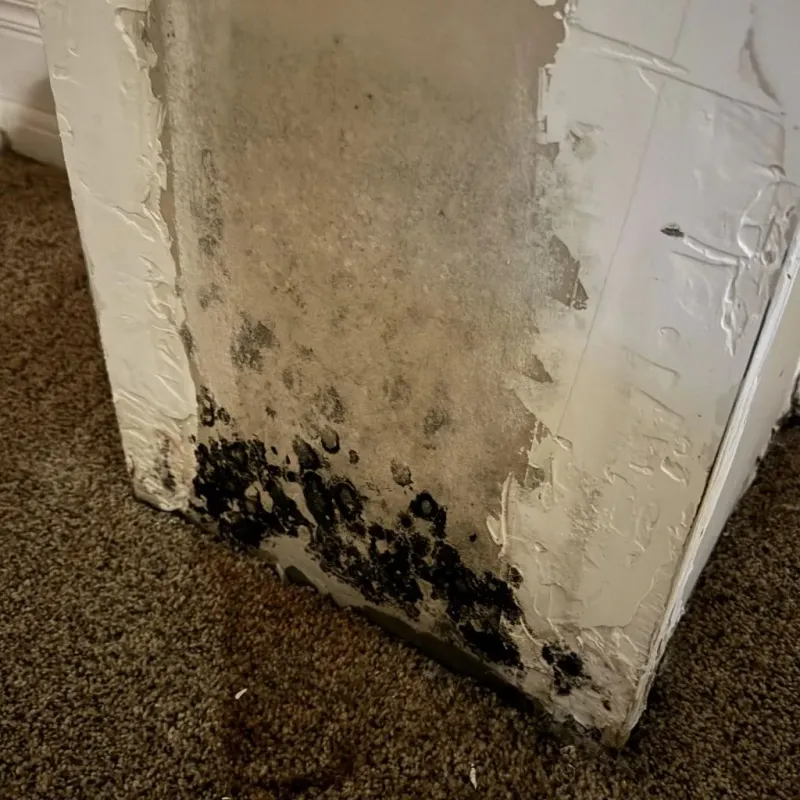 Professional Mold Removal in Moore County, TN